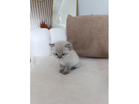 British Shorthair Yavrular