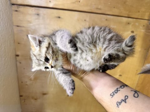 Dişi 65 Günlük Black Golden Long Hair