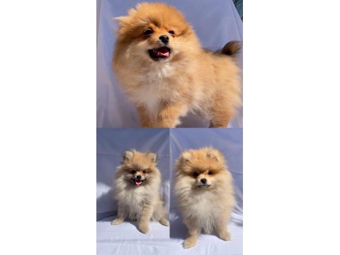 Türkiye'nin En Seçkin Pomeranian Spitz Boy Kilo Garantili Yavruları
