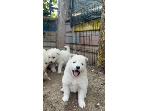 Kar Topu Samoyed Köpekler