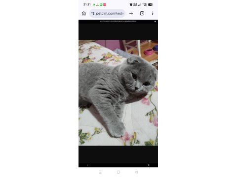 4 Aylık Scottish Fold - Malzemelerle Birlikte