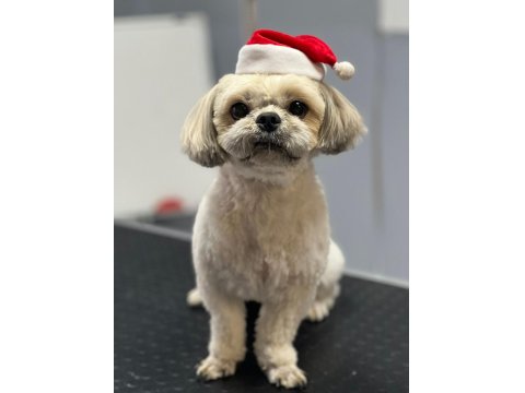 Köpeğimize Gerçekten İnsan Gibi Sevecek Sıcak Bir Yuva Arıyoruz