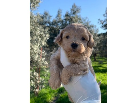 Maltipoo Yavrularımız