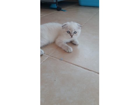 Ruhsatlı İşletmeden Scottish Ve British