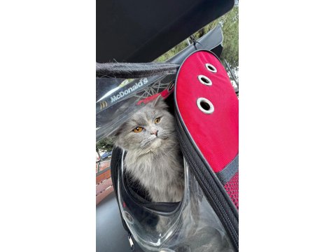 9 Aylık Minnoş Kedimiz