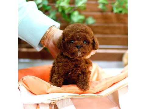 Toy Poodle Bebek Köpekler