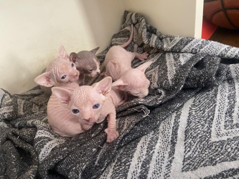 Sfenks Yavrularımız İçin Yuva Arıyoruz