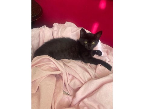 Scottish İle Smokin Kırması