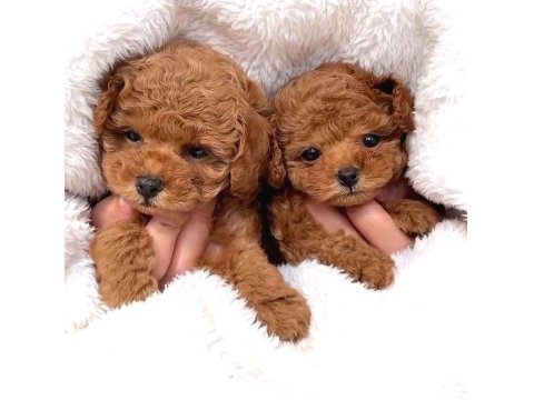 Toy Poodle Cinsi Yavru Köpeklerim