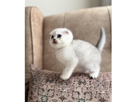 Full Şecereli Scottish Fold Shorthair Yavru - Premium Bakım