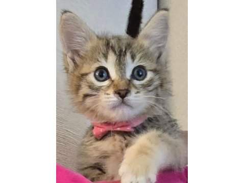 Ücretsiz Tekir Kedimizi Sahiplendirme