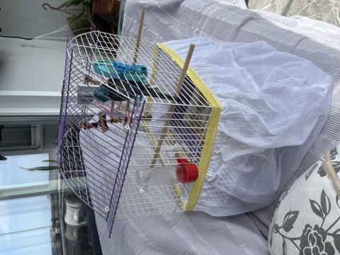 Şarkıcı Pareket Papağanımız