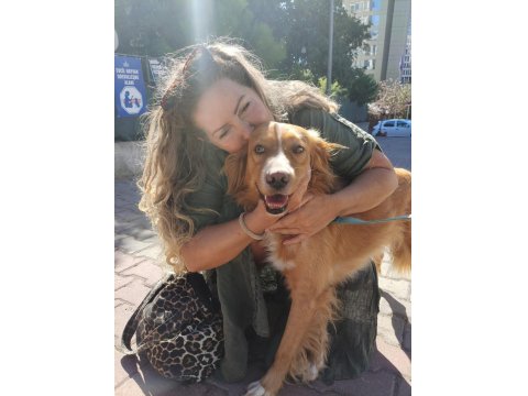 Altın Kalpli Köpeğimiz Chucky İçin Ömürlük Yuva Arıyoruz