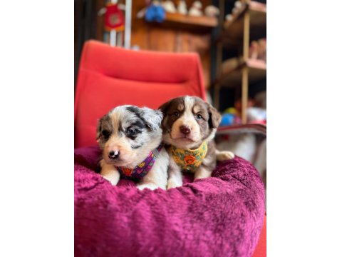 Akıllı Ve Sevecen Border Collie Yavrular İlanda