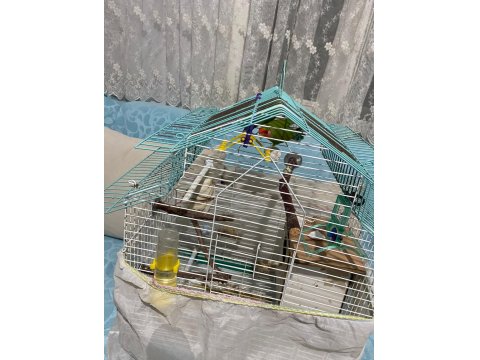 Sağlıklı Damızlık Çift Papağanımız