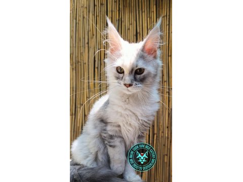 Maine Coon Türk - Mco Cattery