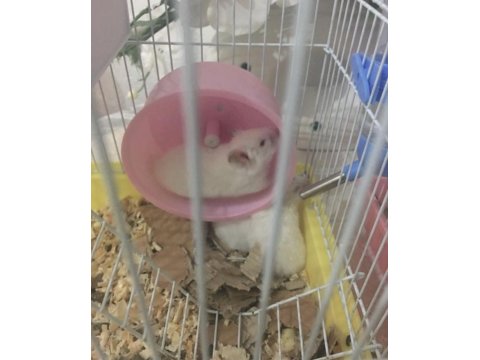 Yavru Hamsterlar