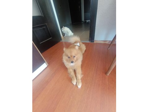Eğitimli Pomeranian Köpeği