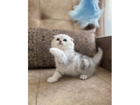 Wcf Kayıtlı Scottish Fold Shorthair Özel Yavrumuz