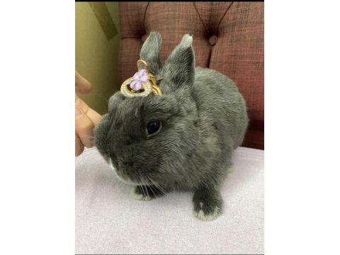 9 Aylık Hollanda Cücesi Blue Tavşan