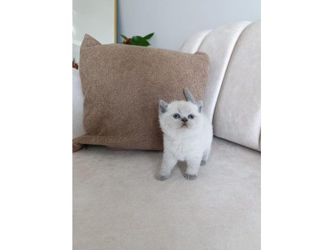 Blue Point Yavru Kedimiz