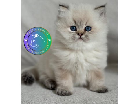 Yumuşak Tüyleriyle Blue Point British Longhair Yavrumuz
