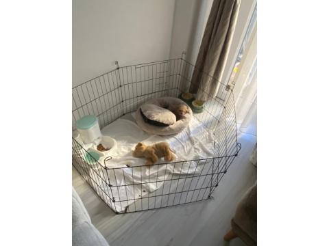10.02.2026 Doğumlu Yavru Toy Poodle Erkek