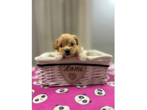 Maltipoo En Küçük Boy Yavrularımız