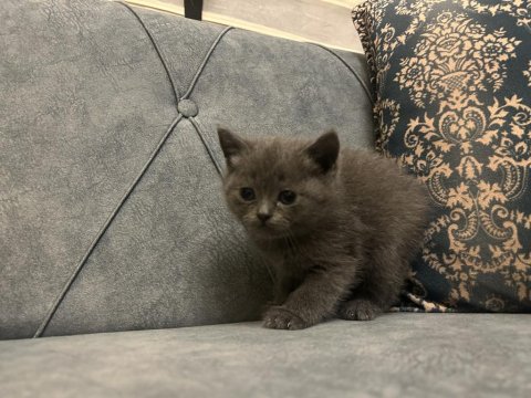 1,5 Aylık British Shorthair