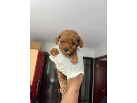 Sevimli Poodle Yavrularımız