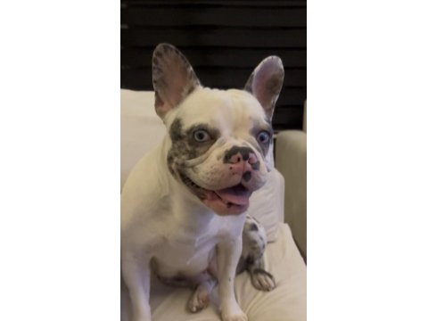 French Bulldog Blue Köpeğimiz