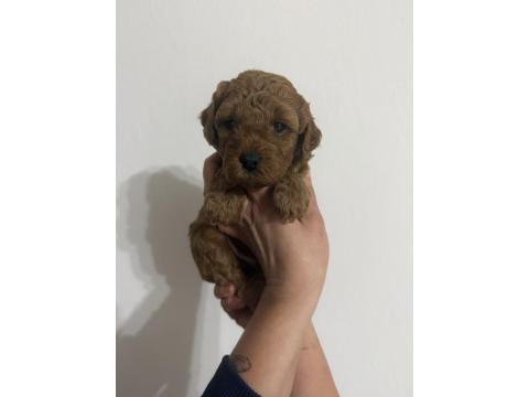 Ev Ortamından Poodle Yavrularımız