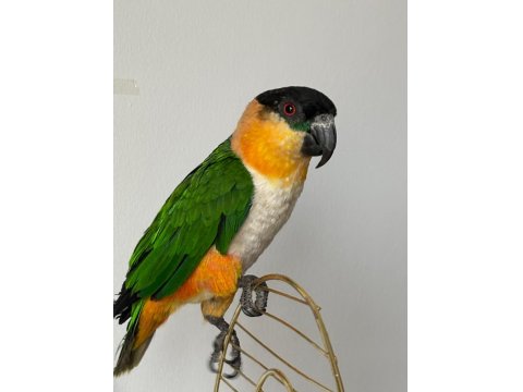 Erkek Kayık Papağanı