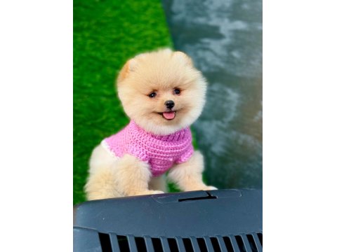 Orijinal Pomeranian Köpeğimiz