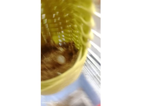 Prehistoricpets Güvencesi İle Golden Finch