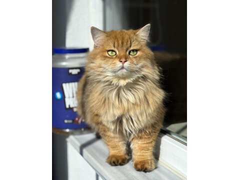 Sevimli Golden British Shorthair Yavrular