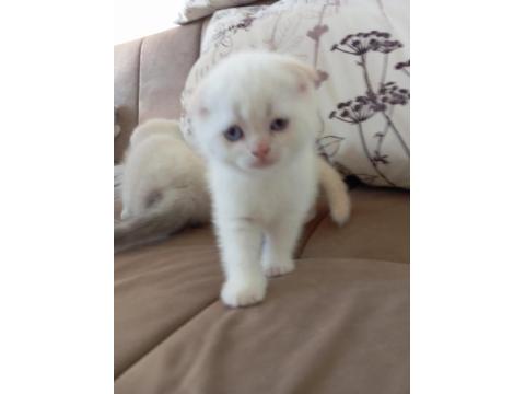 Scottish Fold Mavişlerim