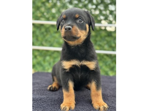 A Şecere Kıf Kayıtlı Rottweiler Yavrularımız