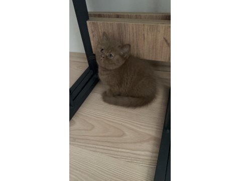 Cinnemon Fawn British Shorthair Yavrularımız