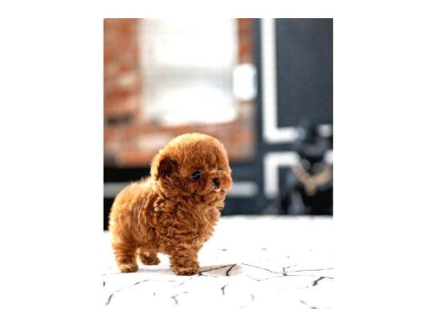 Sağlık Ve Irk Garantili Toy Poodle Yavrularım