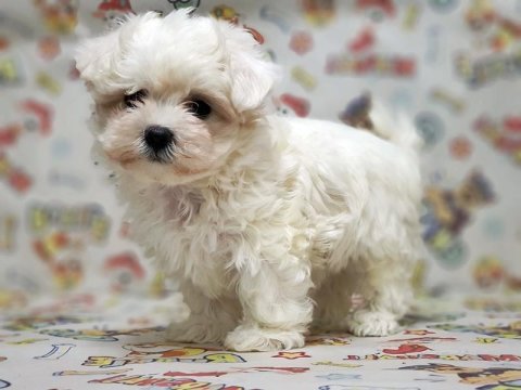Kore Kan Yavru Maltese