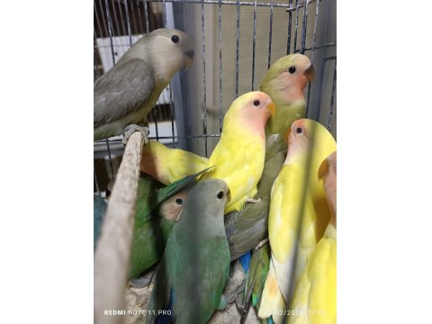 Hobiciden Yeni Yeme Düşmüş Sevda Papağanı Yavrular