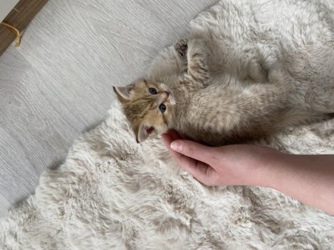 2 Aylık British Shorthair