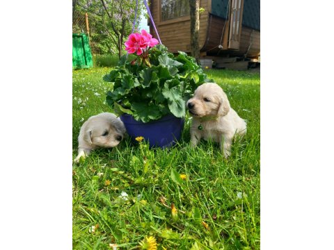Golden Retriever Yavrular Gelip Görerek Alabilirsiniz Adrese Teslimat Var