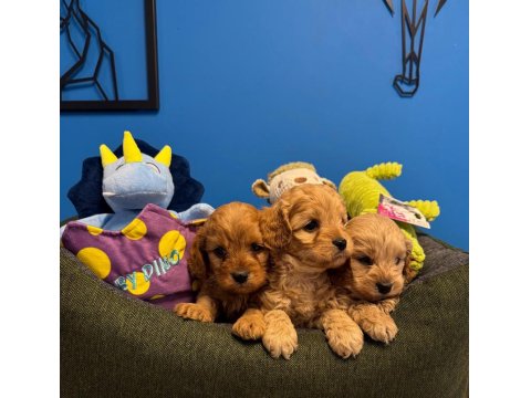 Irk Garantili Red Maltipoo Yavrularımız