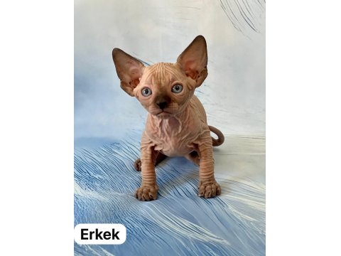 17 Temmuz Doğumlu Sfenks Yavrular