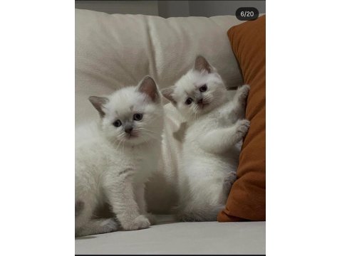 64 Günlük Blue Point Bebek British Shorthair