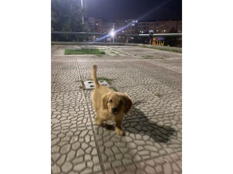 Annesi American Cocker