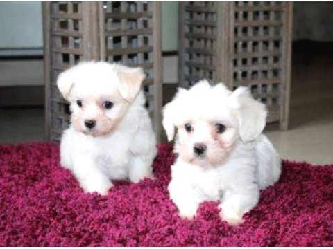 Ev Doğumu Maltese Yavrularımız