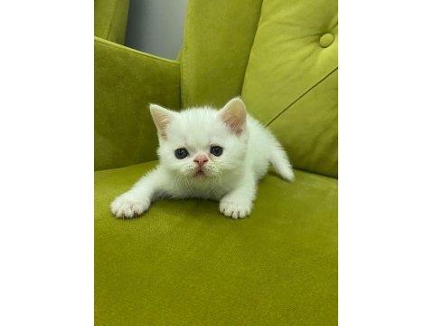 Scottish Straight 29 Nisan Doğumlu Erkek